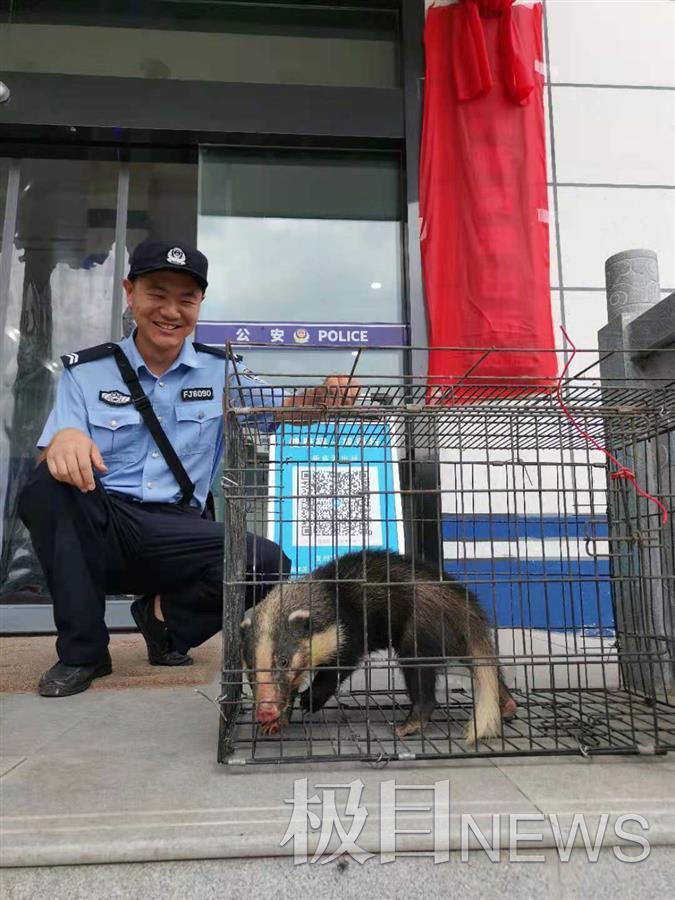 受傷小野豬闖入鄂州一駕校經確認系國家二級保護動物豬獾