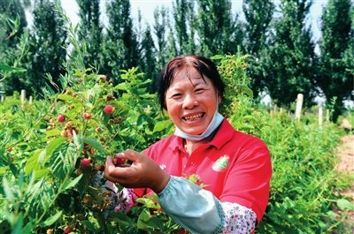 移民在园区采摘红树莓.说起宁夏的"红宝",所有人耳熟能详的就是枸杞.