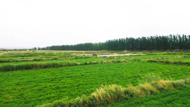 新疆紫草种植基地图片
