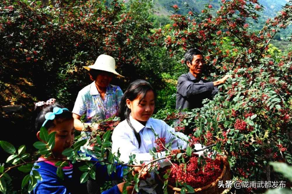 武都区发展花椒产业拓宽致富路径