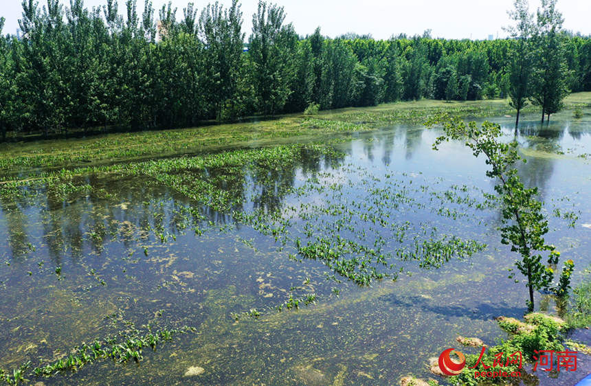 河南扶沟筑牢贾鲁河生命防线组图