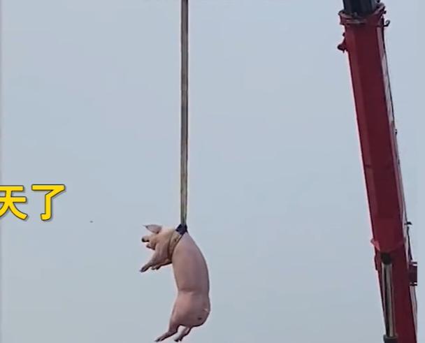 河南一养殖场被洪水围困,吊车将猪牛安全转移,二师兄吓到嗷嗷叫