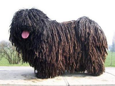 你知道两种拖把狗的区别吗