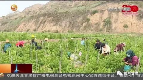 盛夏时节,走进永靖县刘家峡镇城北新村,一排排青砖白墙的房屋错落有序