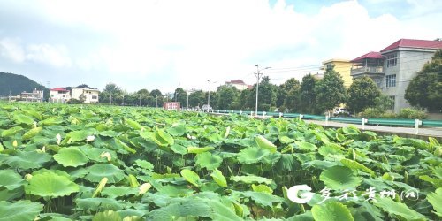 平坝区稻香村:千亩荷塘开启赏花模式