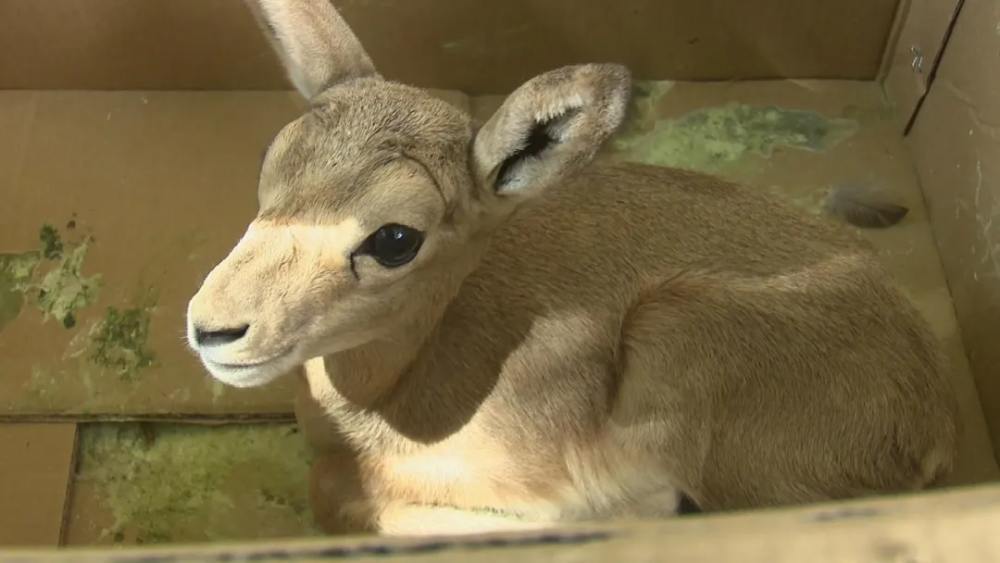 高臺救助一隻國家二級重點保護野生動物黃羊