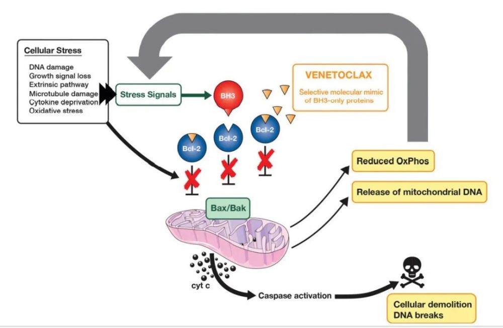 首例bcl-2抑制剂成功治疗apl中枢复发