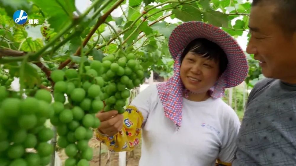 麻沙镇水南村葡萄种植户 林坤旺有钱心不慌,做事情就比较放心,敢大胆