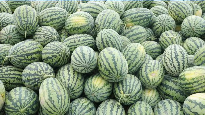 瓜州县梁湖乡甘美4k号新品西瓜成熟上市_腾讯新闻