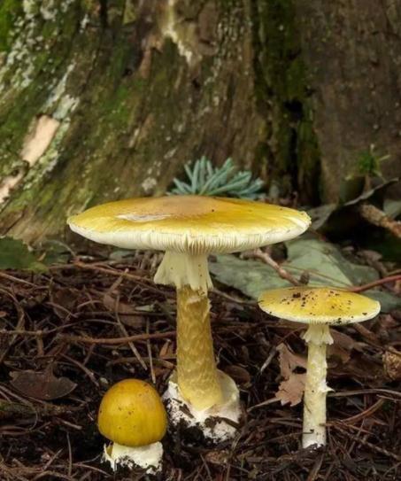 致命毒菇!常见毒蘑菇盘点,勿摘,勿食