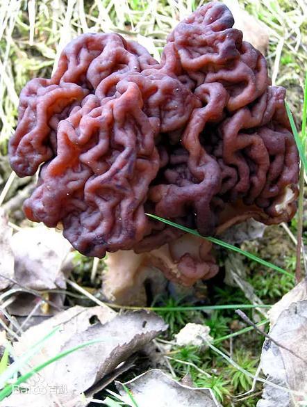 致命毒菇常见毒蘑菇盘点勿摘勿食