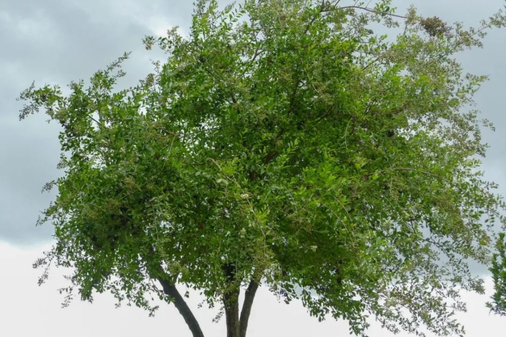 散沫花丨异域传来的指甲花