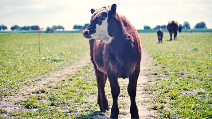 万牛万里进云南,为何背后操刀的是一家上海企业?