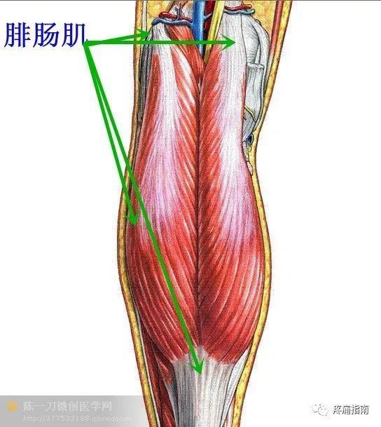 61比目魚肌比目魚肌的激發點是足跟疼痛的最常見原因之一.