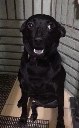 黑狗瞪大眼睛的表情包图片