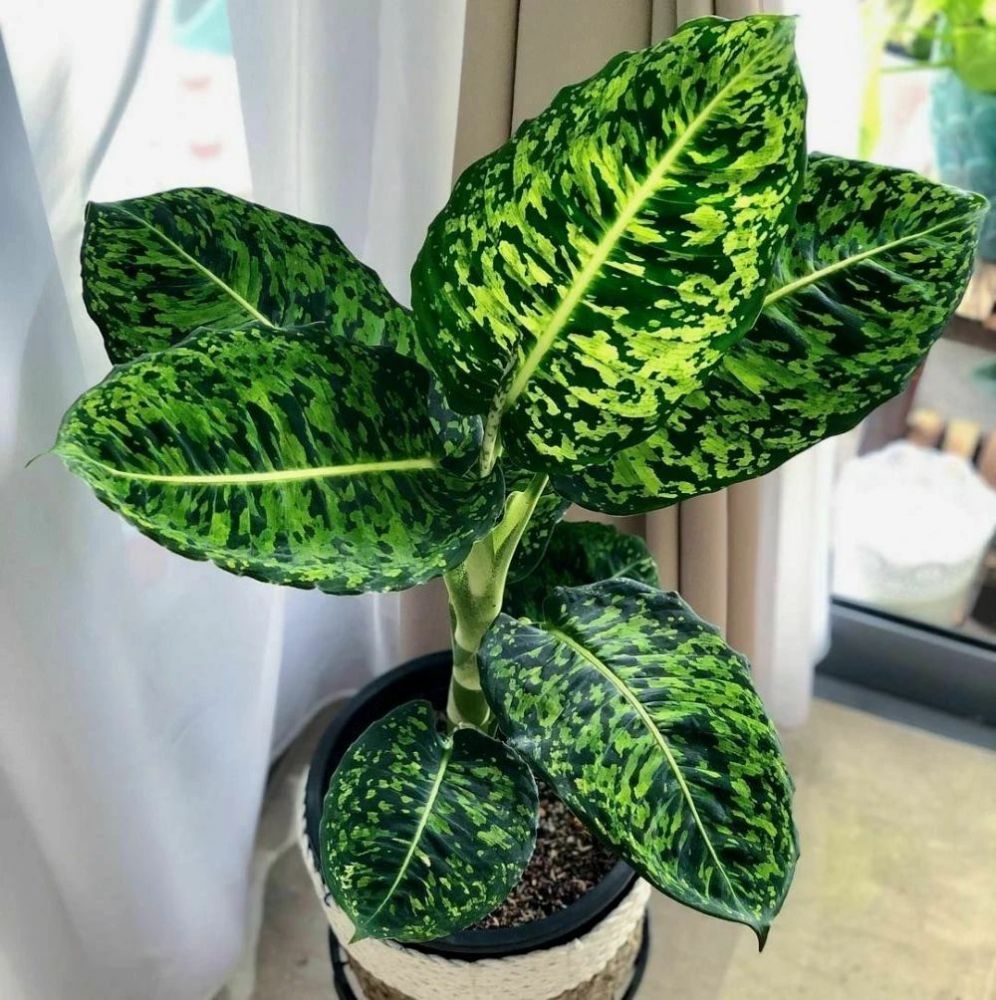 美得不太自然的三色迷彩粗肋草看一眼就喜欢了奈何价格太贵了