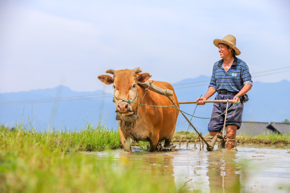 赣州夏日旅行新体验世界最大的客家梯田农耕亲子超好玩