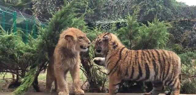 "地坑狮虎斗"是真的吗?哪方实力更强大更有胜算?