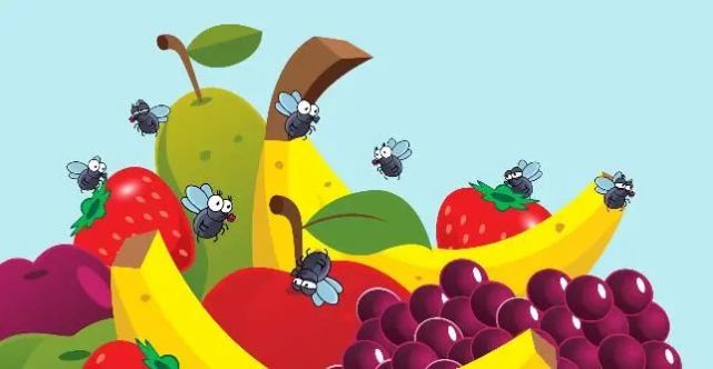 果蝇,怎么又是你?