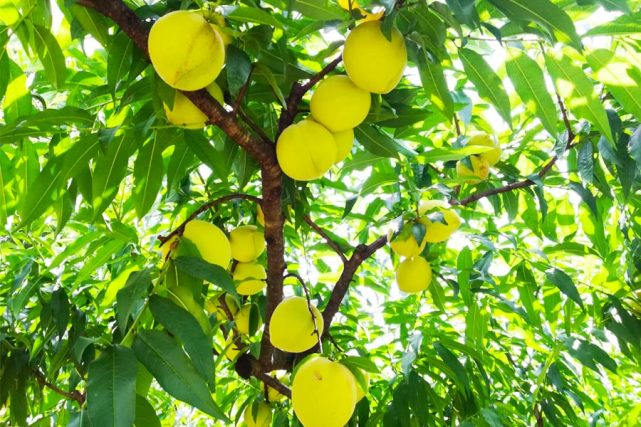 福建明溪黄金果结出致富幸福果