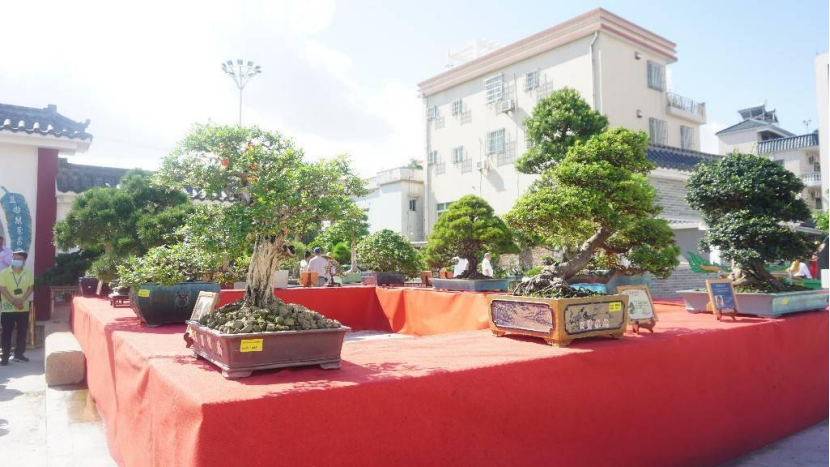 盆景排行_读“中国盆景在世界盆景中的痕迹”一文所想到(2)