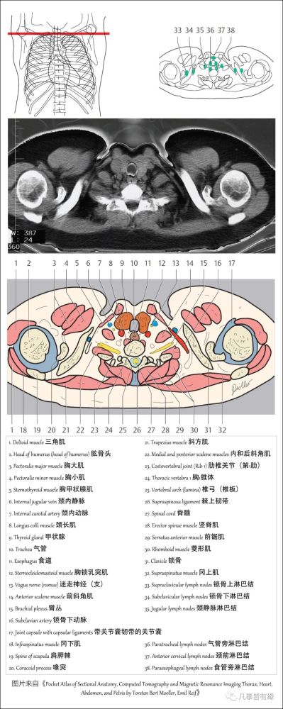 好漂亮的肺部解剖