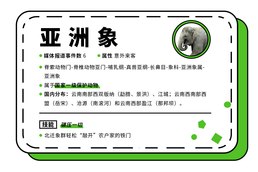 断鼻家族和在逃豹子背后野生动物如何与城市相处