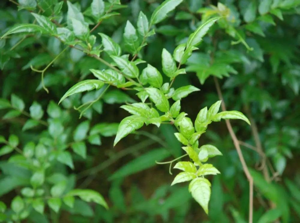 发现酵素新原料藤茶是什么茶有什么功效