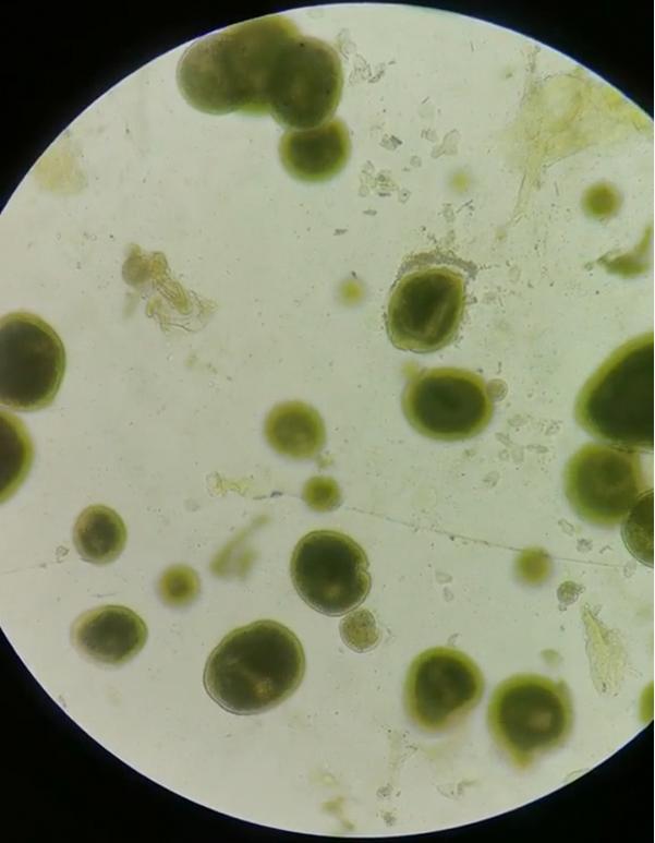 小瓜虫病可怕在哪儿为什么称为鱼类癌症