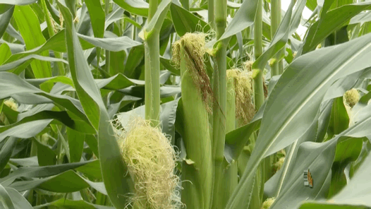 通过百豆园,我们可以把品种进行筛选,这样能达到市场需要什么我们就种