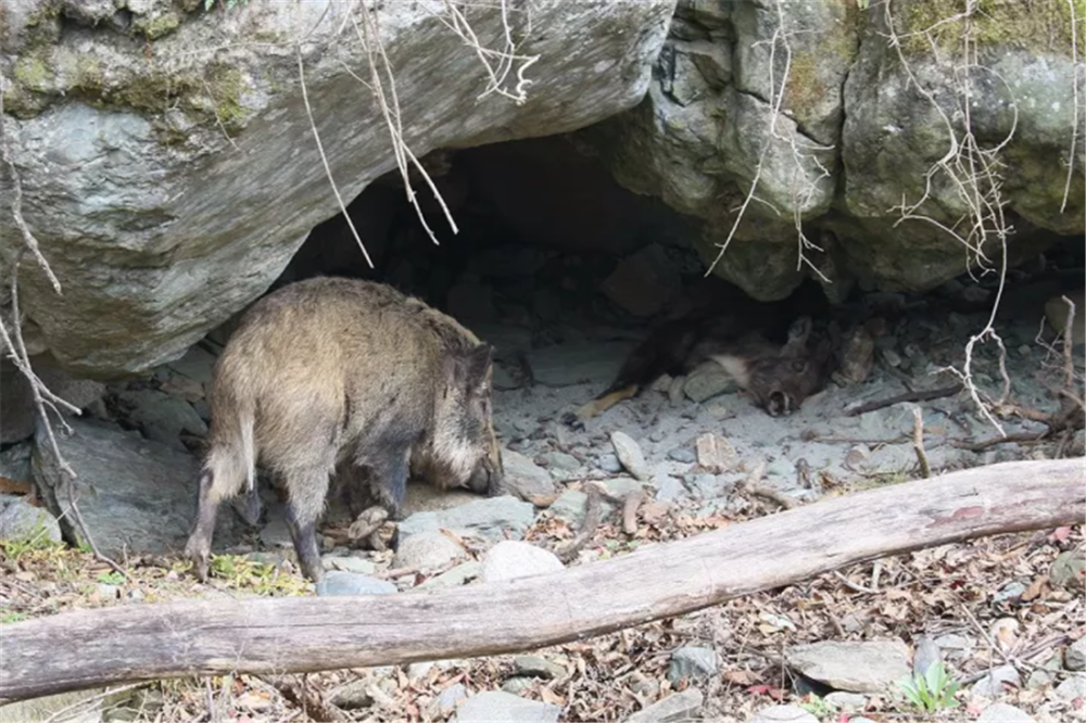 一窝野猪唐家河觅食公猪找到斑羚不给小猪吃把吃不完的藏洞中
