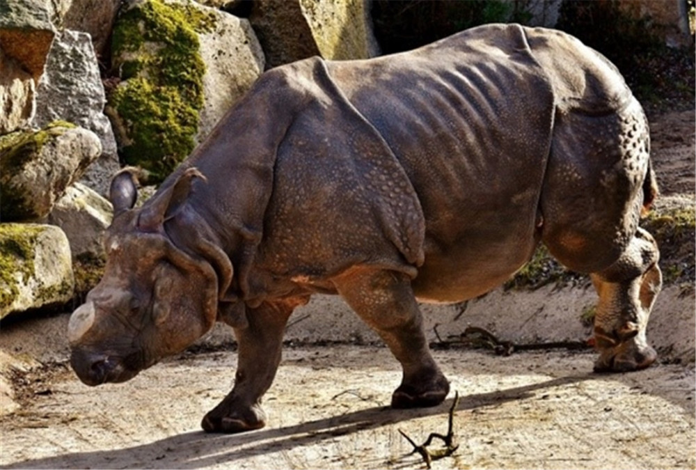 爪哇犀牛头长独角,皮肤硬如盔甲,还是濒临灭绝,全球只剩72头