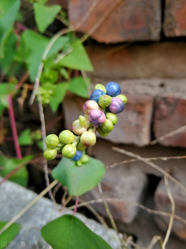 路边一种刺藤，叶上长生七彩果，蛇见了后退走，其名叫“杠板归”_腾讯新闻