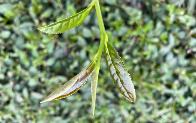 我国科学家探明茶树驯化史