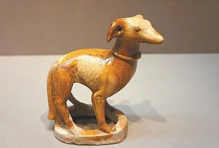 狗不如猫 狗狗那么可爱 怎么会有人不喜欢狗狗 腾讯新闻