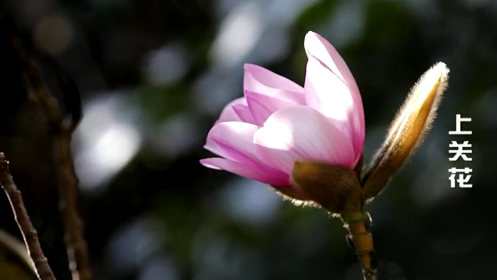 也有人说上关花是大理户户兰香满室的兰花