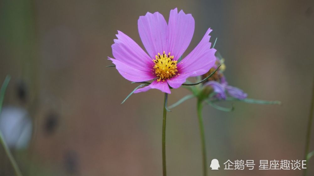 7月29日星座运势 顺势而为 锐不可当的四大星座 腾讯新闻