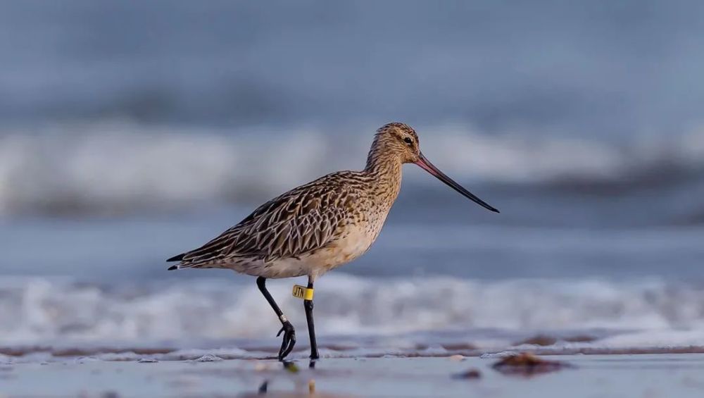 它们体型很小,重量很轻,整体的颜色呈现褐色,鸻鹬类的种类有百种,体积