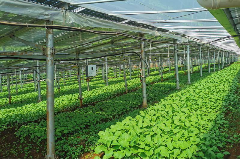 海口菜篮子探索光伏大棚模式破解本地叶菜种植难题