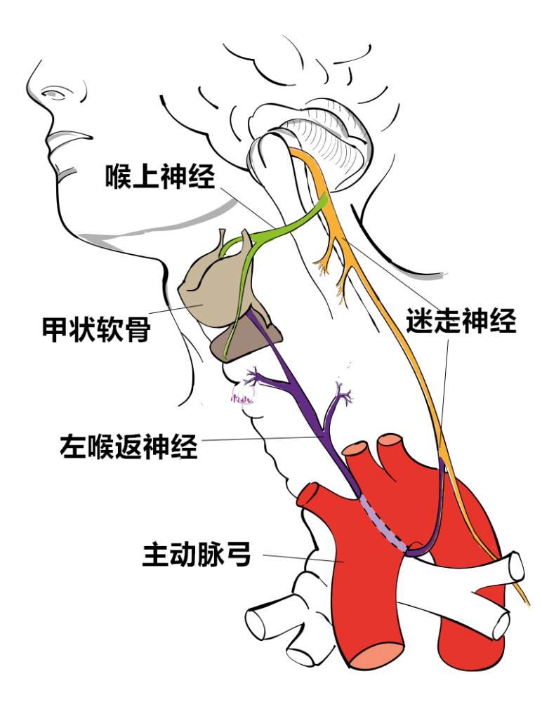 人体左侧喉返神经示意图 维基百科为祸人间的病毒,也出自"盲眼钟表