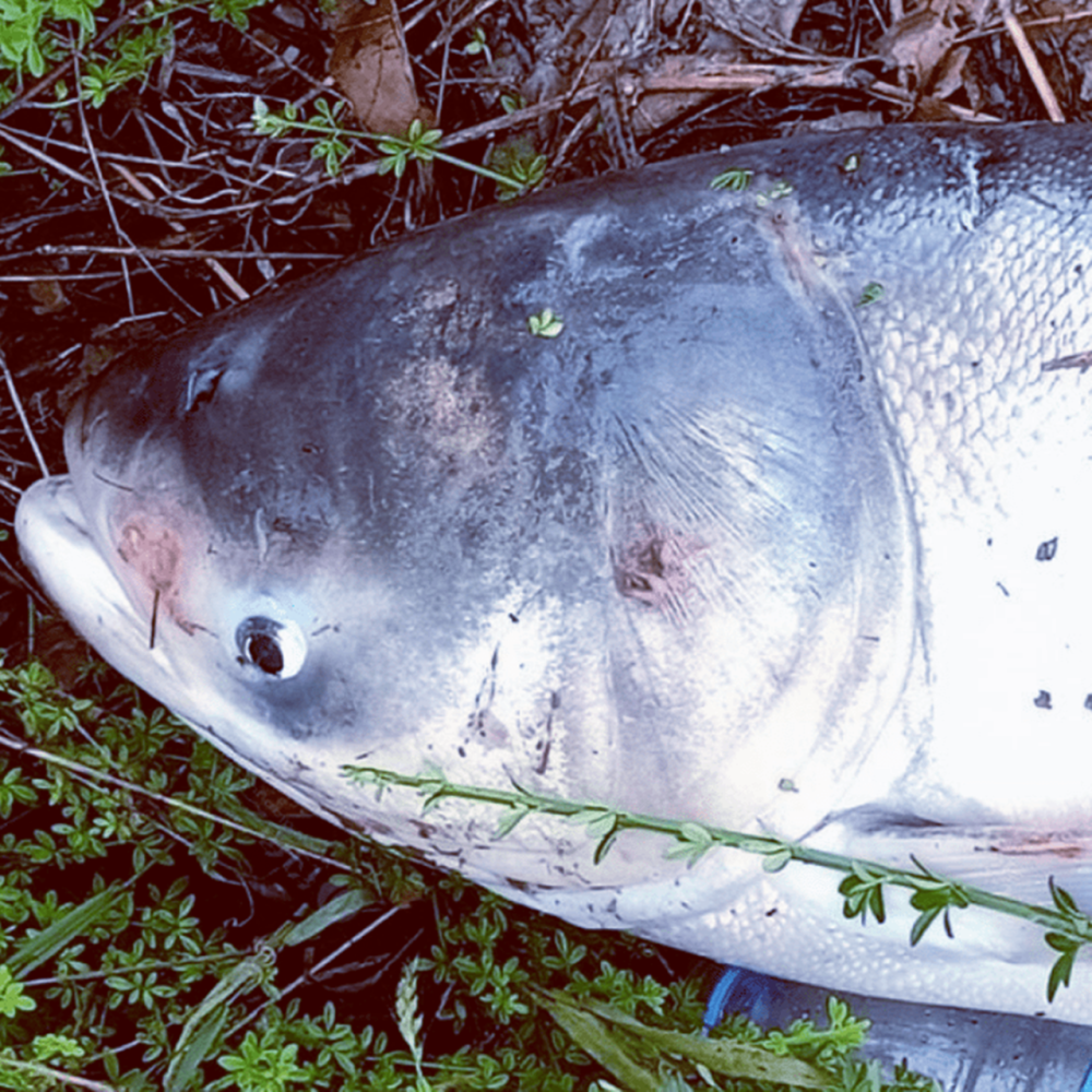 湖南一男子钓获40斤的大鱼钓友却嗤之以鼻网友不是钓是捕鱼