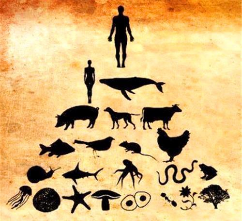 人类真是食物链顶端没天敌?科学家提到一动物,差点吃光人类祖先