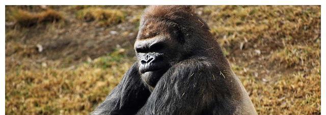 非洲猴孩艾力长相返祖以水果为食物被同村人当动物欺凌