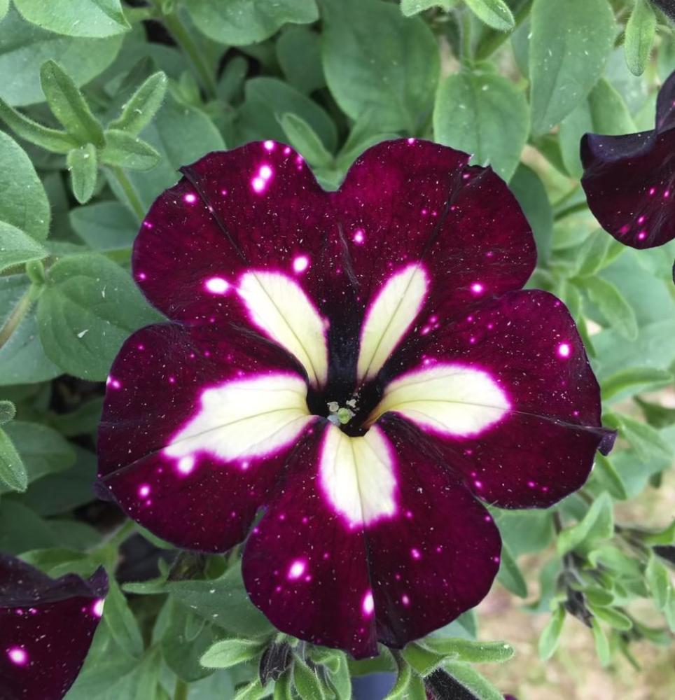 牵牛花的花朵如同绚烂的星空,它的名字叫lightning sky,翻译过来就是