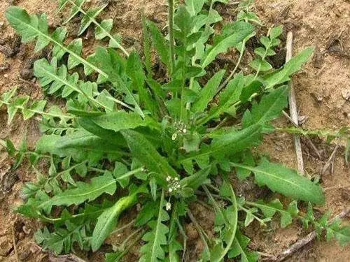 癌症最怕的3种野菜营养健康预防癌症有奇效大家不妨了解下