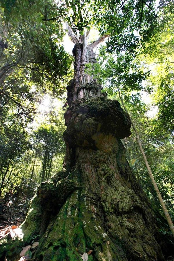 12株中国最美古树图鉴