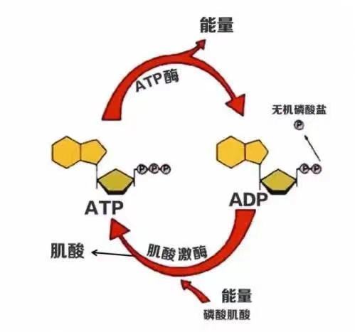 如图2,肌酸激酶(ck 能够促进降解三磷酸腺苷(atp 生成二磷酸腺苷