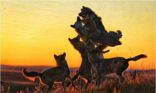 黄土地上的狼群内斗,苦水河畔狼王被豹子围攻,下属黑狼趁机夺权
