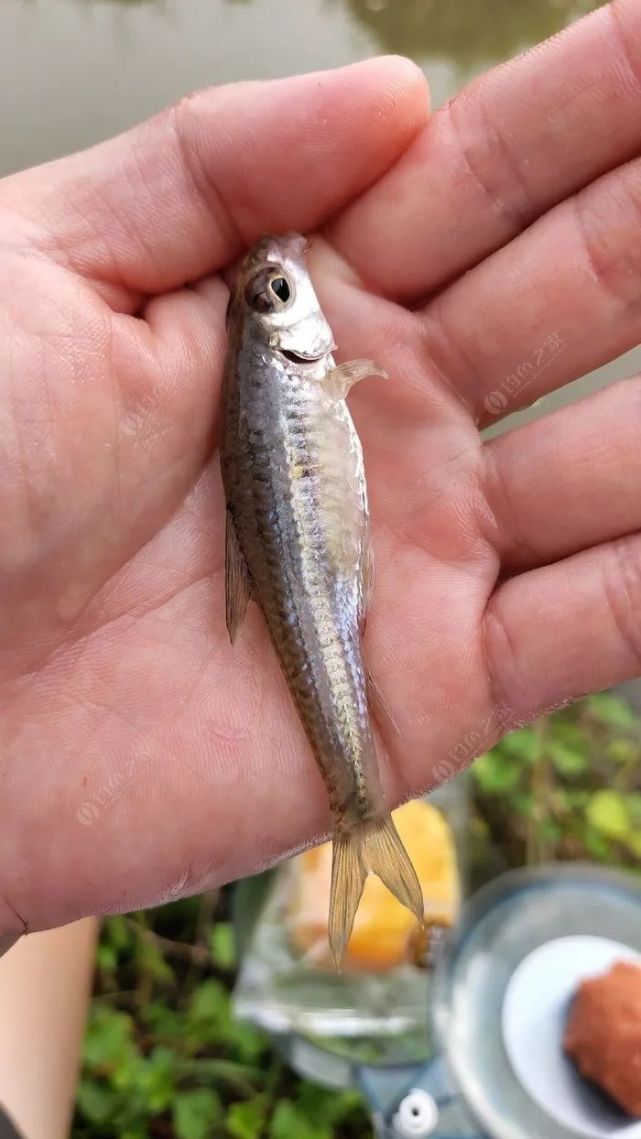 第一杆就來個挺大的馬口,還有船釘子,心想可能沒什麼大魚了.