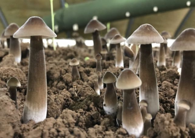 风水宝地?一块玉米地长出40多窝鸡枞菌,究竟是什么原因?